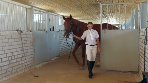 Bonito jockey lidera caballo — Vídeo de stock