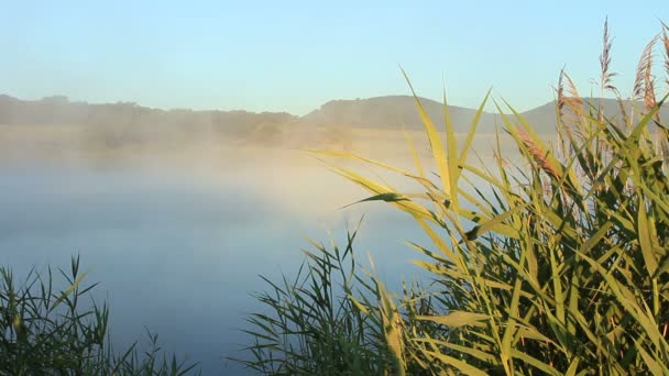 Reed plants dans le brouillard du matin 