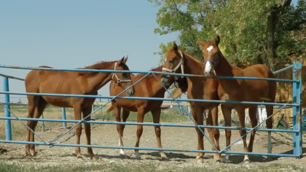 Pretty Jockey Leads Horse — Stock Video