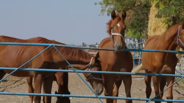 Quatro cavalos — Vídeo de Stock