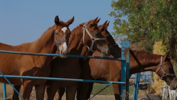 Vier hengsten — Stockvideo