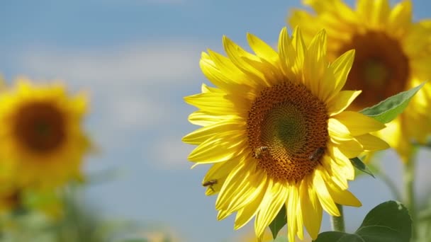 Abejas en girasol — Vídeos de Stock