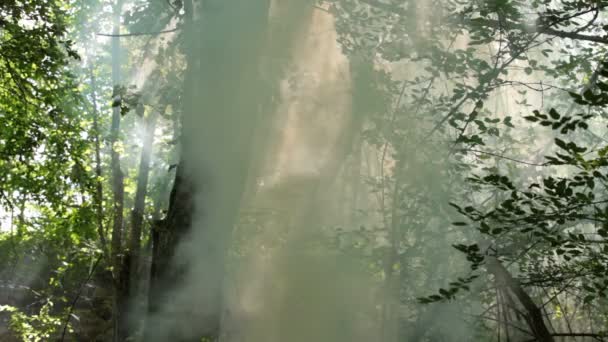 Zamlžené lesních — Stock video