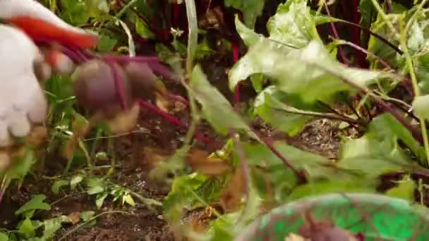 Beetroot Harvesting — Stock Video