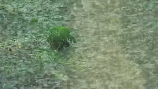 Groene plant in zware regen — Stockvideo