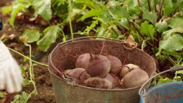 Bucket Of Beet — Stock Video