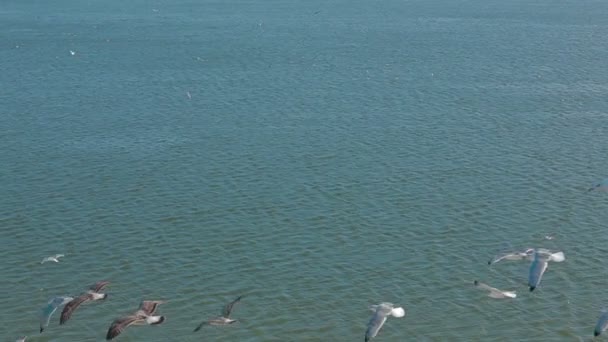 Pájaros sobre el lago — Stockvideo