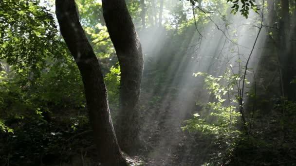 Bosque brumoso — Vídeos de Stock