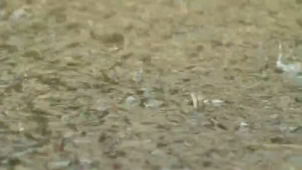 Des gouttes de pluie torrentielle frappent la surface humide 