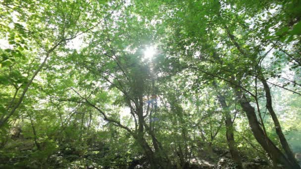 Forêt brumeuse 