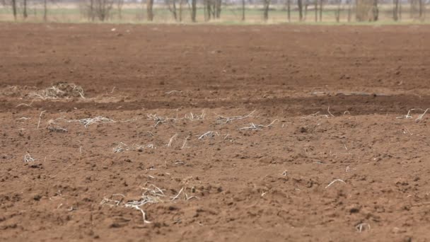 Terres agricoles rurales et labourage de tracteurs — Video