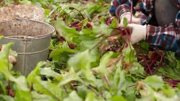 Şeker pancarı hasatı — Stok video