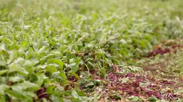 Tops Of Beet — Stock Video