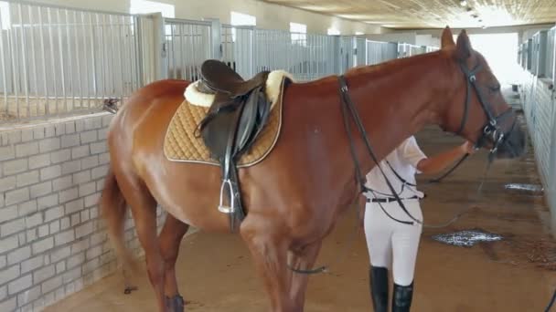 Entrenador y caballo en establo — Vídeos de Stock