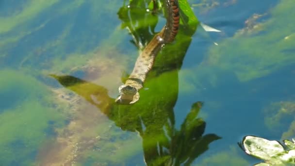 Zehirli yılan aniden durdu — Stok video