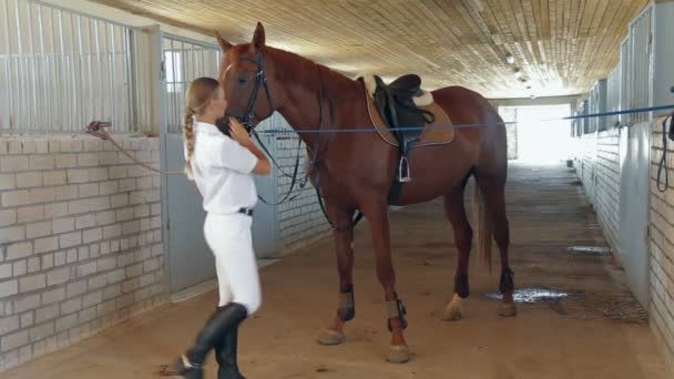 Bonito jockey lidera caballo — Vídeo de stock