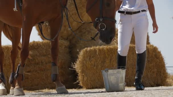 Entrenador Aguas Caballo — Vídeo de stock