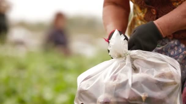 Fresh Beets — Stock Video