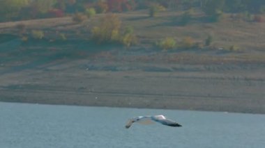 Uçan kuş.