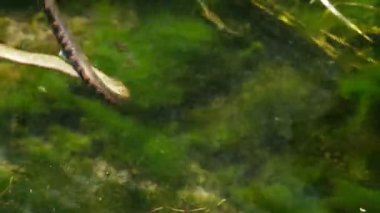 Copperhead sümük içinde