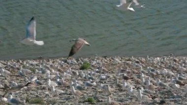 Göl üzerinde martıların