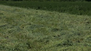bir alandaki kuş