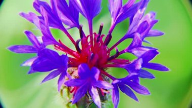Cornflower makro