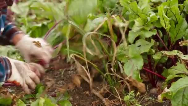 Beet Harvest — Stock Video