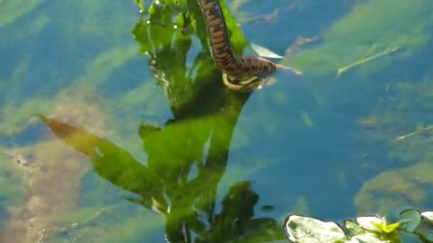 Natación Animal — Vídeos de Stock