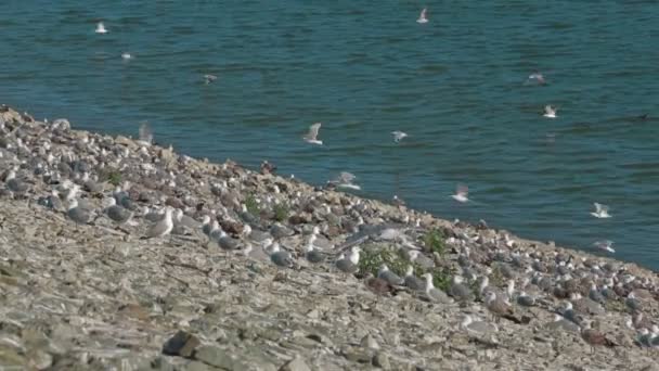 Birds: Seagulls — Stock Video