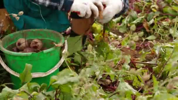 Colheita de beterraba sacarina — Vídeo de Stock