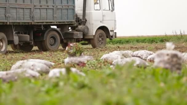 Cukorrépa mező: teherautó halad — Stock videók