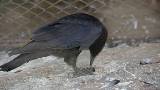 Corvo comendo carne — Vídeo de Stock