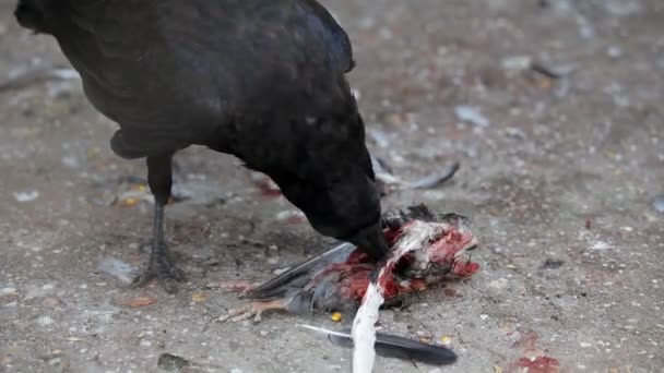 corbeau