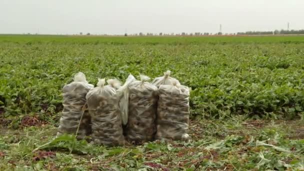 Beet Plantation — Stockvideo