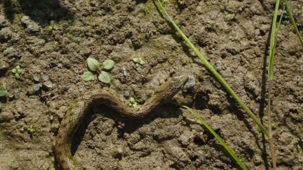 铜斑蛇伸出舌头 — 图库视频影像