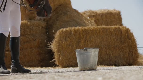 Žokej dává koni pít — Stock video