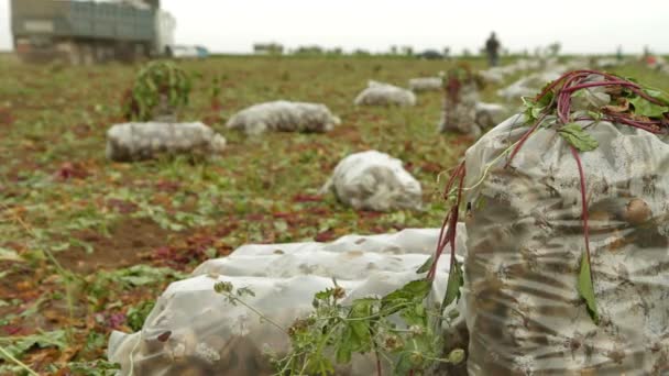 Verdure: Sacchi di barbabietola — Video Stock