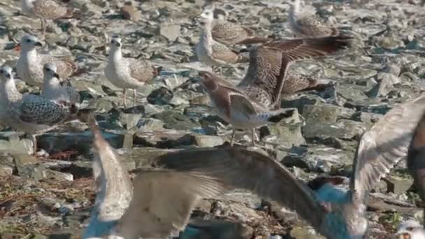 Gaviotas comiendo — Vídeos de Stock