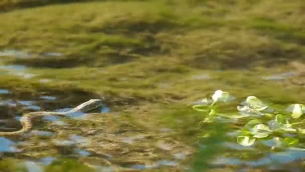 Kupferhörerschwimmen — Stockvideo