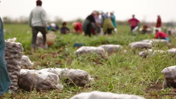 Campo de beterraba: Colheita — Vídeo de Stock