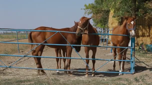 Four Young Stallions — Stock Video