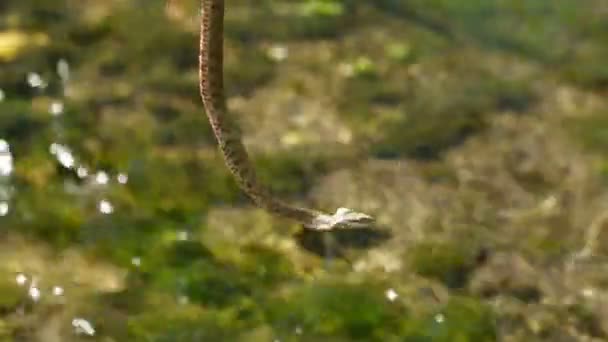 Vahşi doğada Copperhead — Stok video