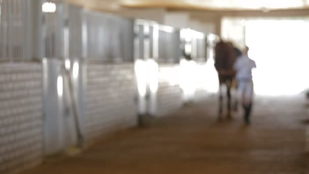 Paard en ruiter — Stockvideo