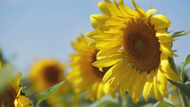 Tournesol