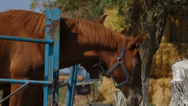 Caballos en el paddock — Vídeo de stock