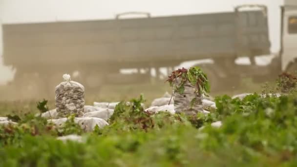 Truck On Beet Field — Stock Video