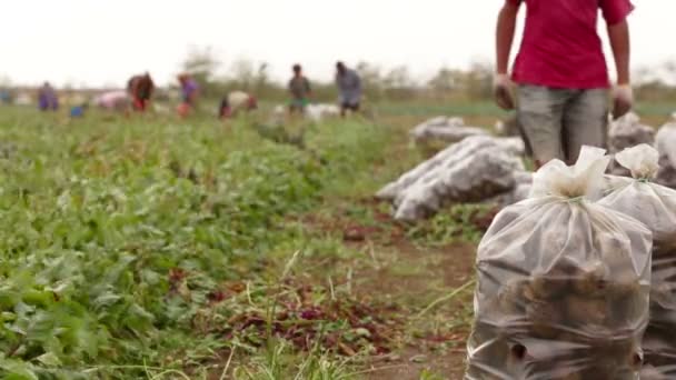 Field Of Beetroot — Stock Video