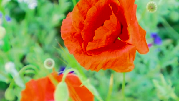 Poppies makro — Stok video