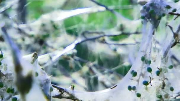 Site web.